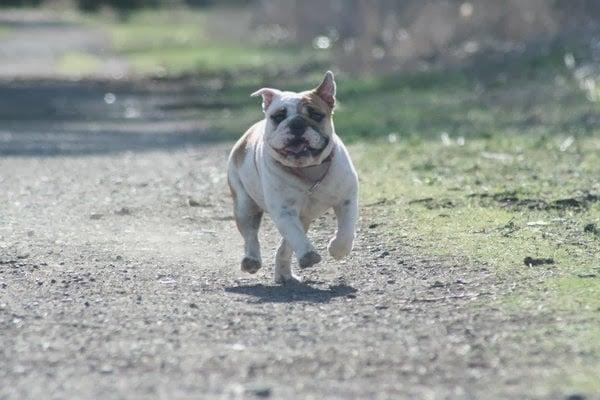 Cute dog running