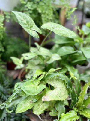 Syngonium 'White Butterfly'