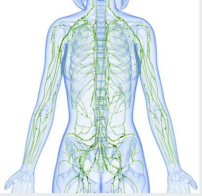 Body's Lymphatic System