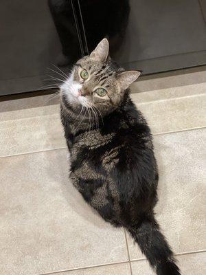 He's thirsty! He wants a glass of water from the fridge dispenser. Very picky!