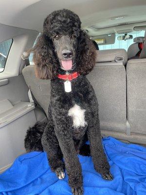 My 15 month old standard poodle (Frankie) who got groomed by Dani today at Doggy Detail