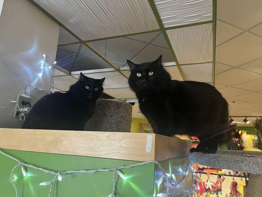 The two resident shop cats, Bowie and his brother, whose name escapes me!