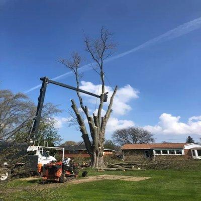 Timber Tree Service