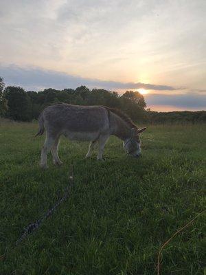 Evening yoga with the donkeys