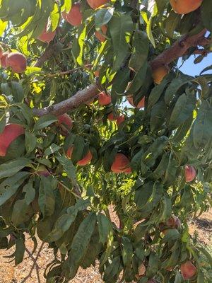 So much fruit on the trees.