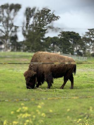 Bison