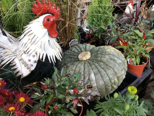 Star Gardens Nursery