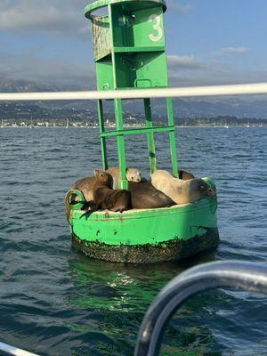 even more cute seals!!