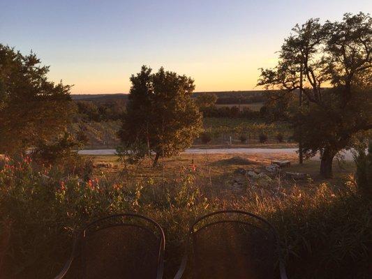 A view over the vineyard close to sunset