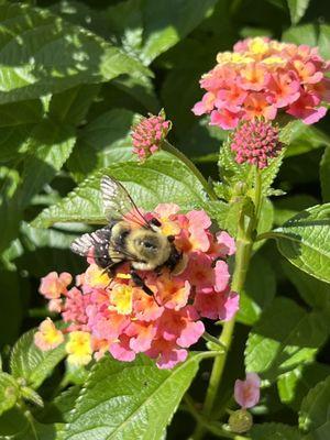 Lantana