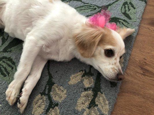 Adorable grooming job by Shampoochies, complete with pink bows!