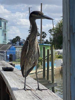 Visitor on the deck