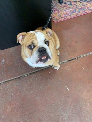 Pazookie the doula dog who greets you when you visit the facility!