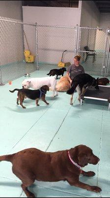 12,000 sf of dog daycare in 3 huge indoor 
 play yards plus a large outdoor mud-free yard.