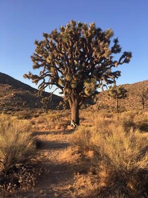 "Queen" of the Joshua Trees