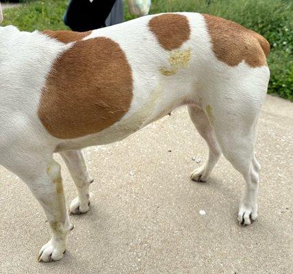 Our dog was covered in urine, feces, & blood! The tall, White lady in the front said, " She must have laid in it."