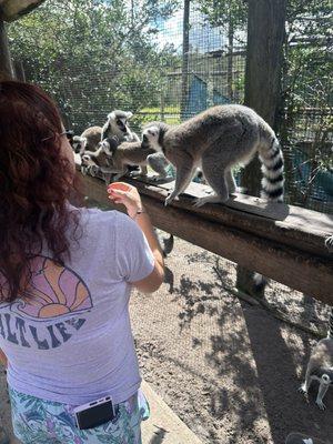 Lemurs