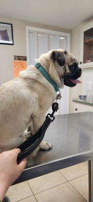 Ecco at the vet