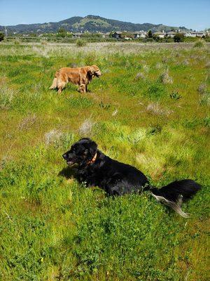 We love group walk day with Pet Nannies Plus!