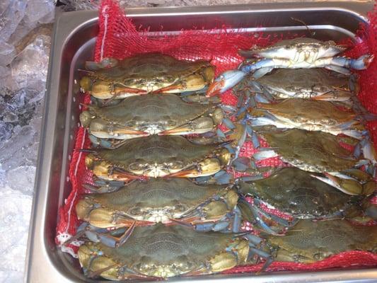 LIVE Shot Shell Crabs!