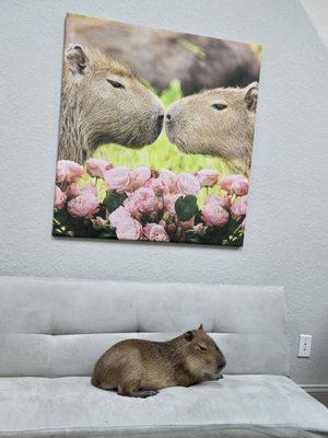 Capybara