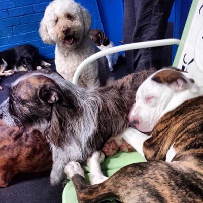 Play area and Foster Dog! They love dogs so much they team up with Rescues and currently have 9 fosters!