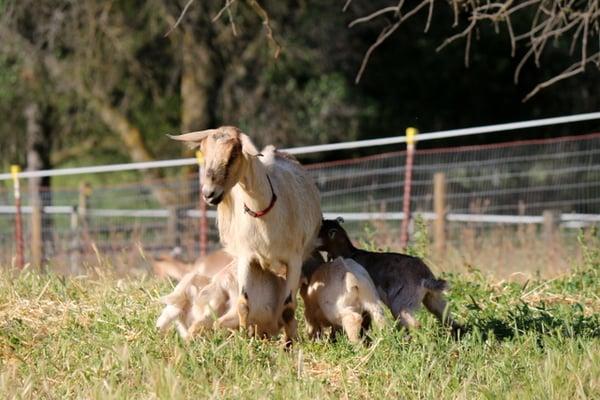 Leslie & her Quads - 2015 Basilwood Farm Kidding Season