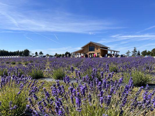 Royal Velvet Culinary Lavender