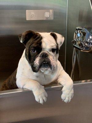 Duke  Enjoyed his bath at our self-serve washing stations!  (staff washing and grooming services offered as well!)