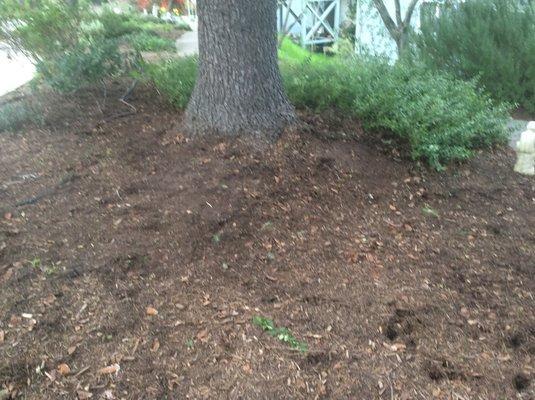 LanDesign removed all plants, ground cover, and mulch leaving bare dirt where there was once were lovely drought resistant plants!