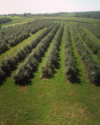 Rows and rows apple trees offer you pick apples!