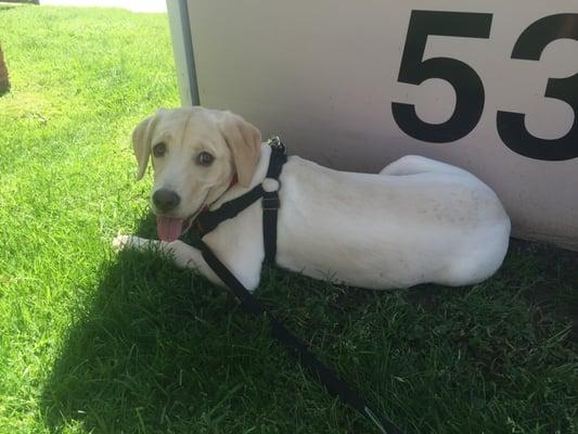 Charlie taking a little break on her walk. Thanks for sending this to me Diana!