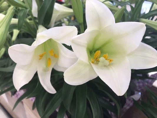 Easter lilies