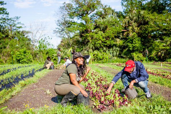 Youth employees weeding leaf lettuce on the farm.