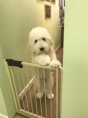 Rigley Watching the Groomers