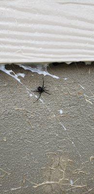 Black Widow in between foundation and siding.