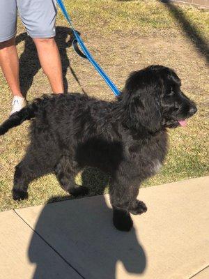 Gus, labradoodle, 5 months old