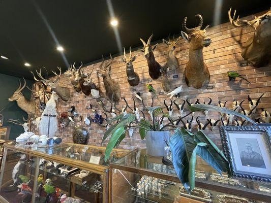 Taxidermy