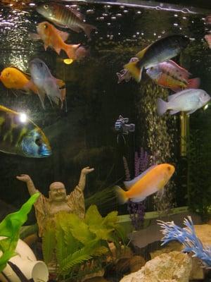 Sit on our couch and enjoy the calming bubbles of our beautiful fish tank.