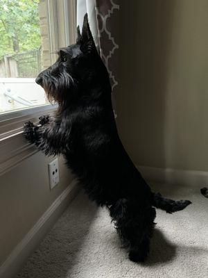 Zelda the Scottish Terrier watches squirrels