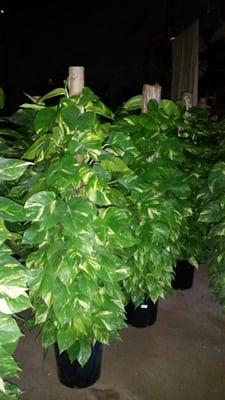 6' totem Pothos