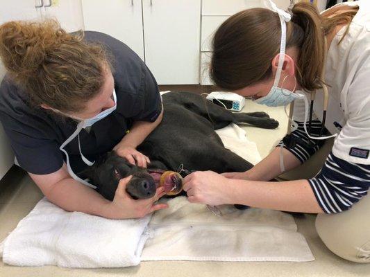 Dr. Gebhard removes a bone from around a dog's mandible