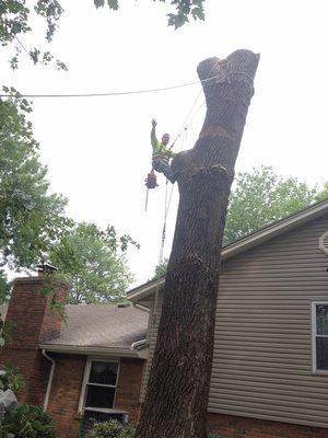 Tree remove