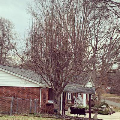 Pruning back a Bradford pear tree(beginning,middle, and final result. )