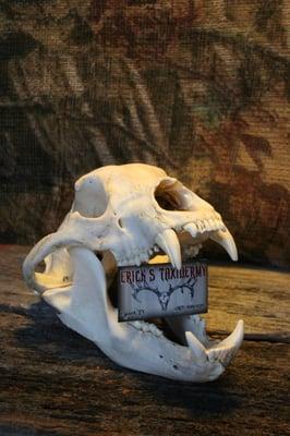 Bear Skull business card display