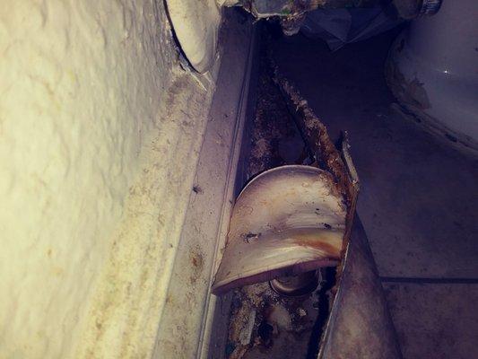 Mushroom growing behind bathroom toilet