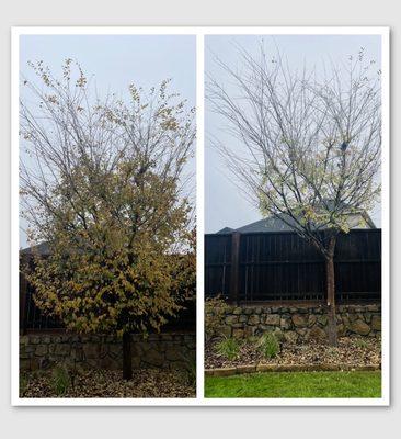 Thank you Yard Boss for trimming our tree. I highly recommend them. They are very knowledgeable and dependable.