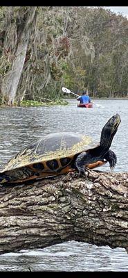 We saw lots of turtles and a few different kinds.