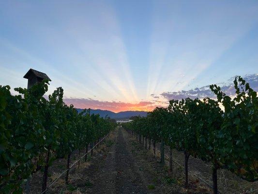 Sunrise over our sanel valley vineyard in Hopland, CA