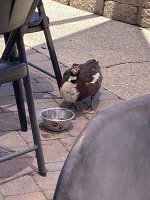 Duck on the patio